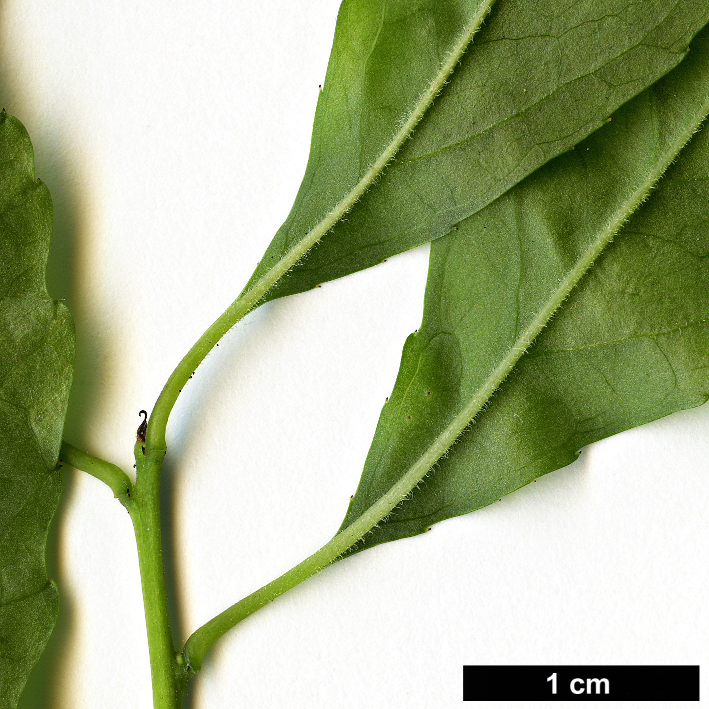 High resolution image: Family: Aquifoliaceae - Genus: Ilex - Taxon: longipes